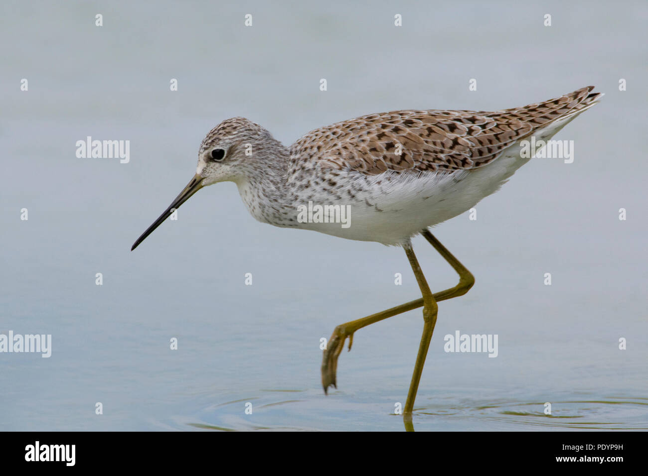 Marsh Sandpiper; Tringa stagnatilis; Poelruiter Stock Photo