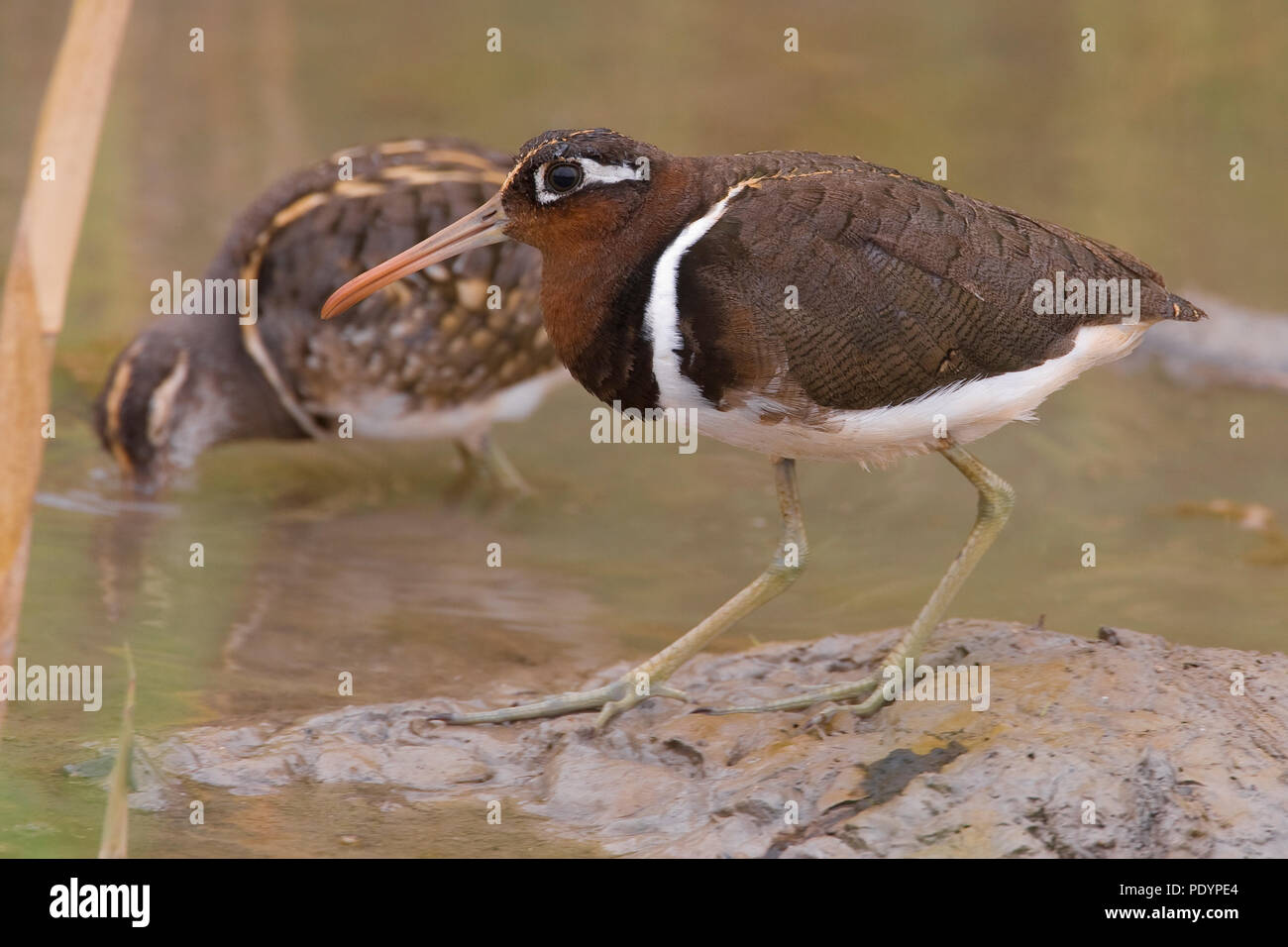 Painted Snipe; Rostratula benghalensis; Goudsnip Stock Photo Alamy