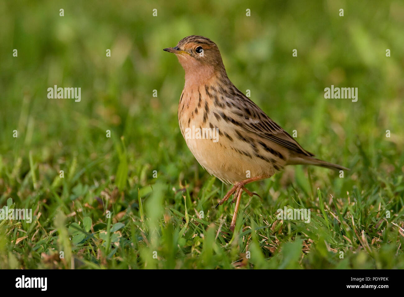 Ervin Rood Red-throated Pipit; Anthus cervinus; Roodkeelpieper Stock Photo - Alamy
