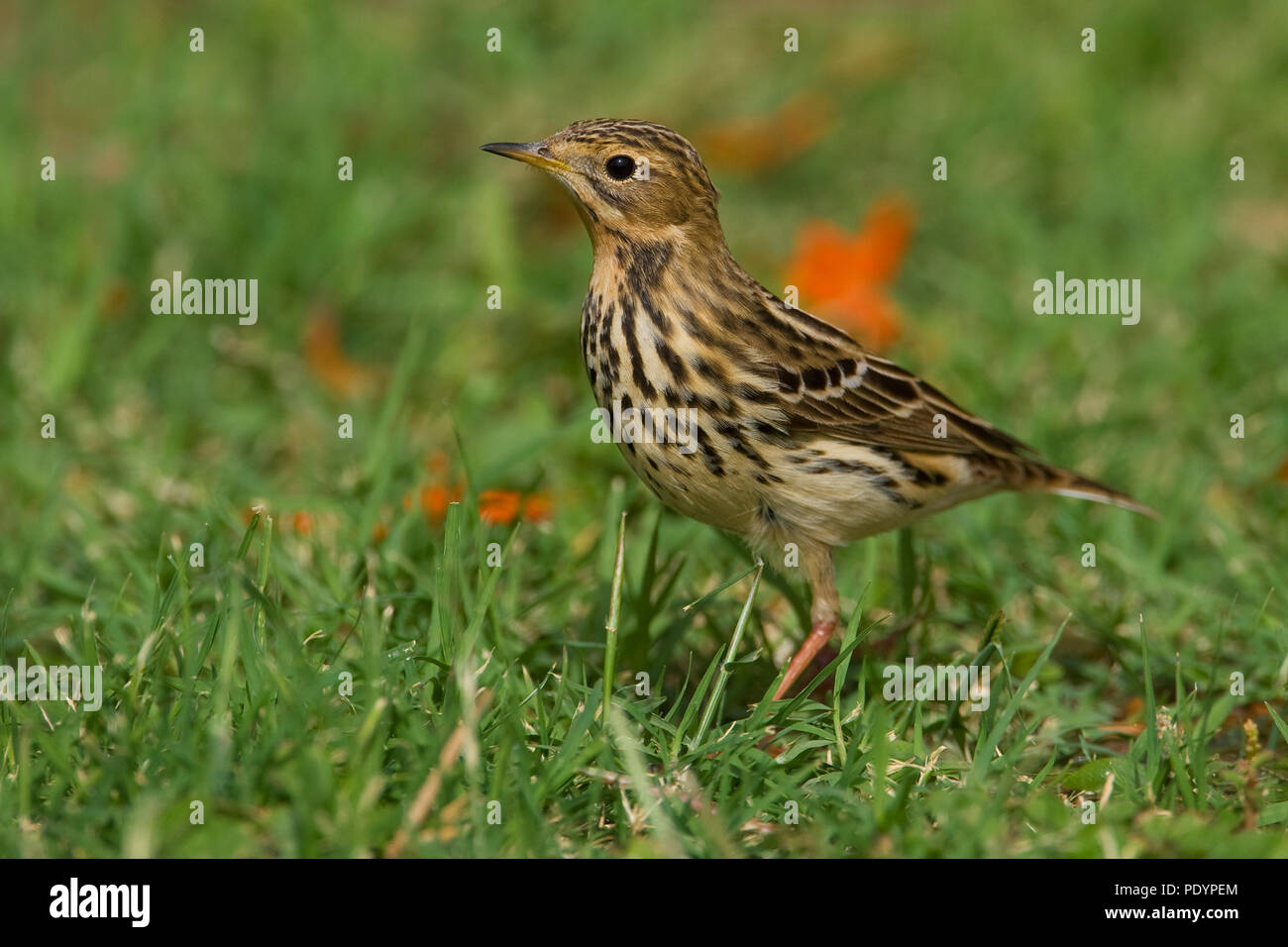 Ervin Rood Red-throated Pipit; Anthus cervinus; Roodkeelpieper Stock Photo - Alamy