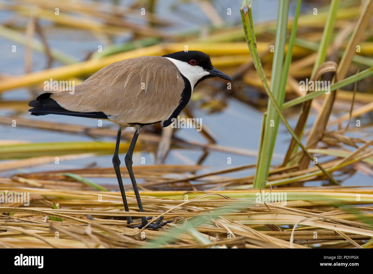Vanellus spinosus hires stock photography and images Alamy