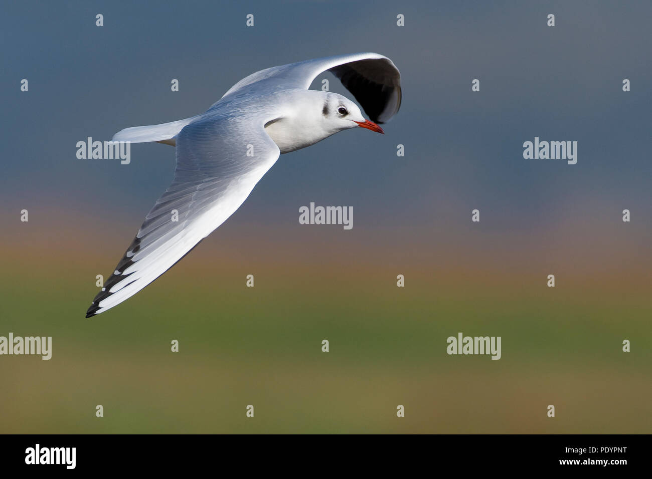Volwassen kokmeeuw in winterkleed vliegend. Adult Black-headed gull in winter plumage flying. Stock Photo