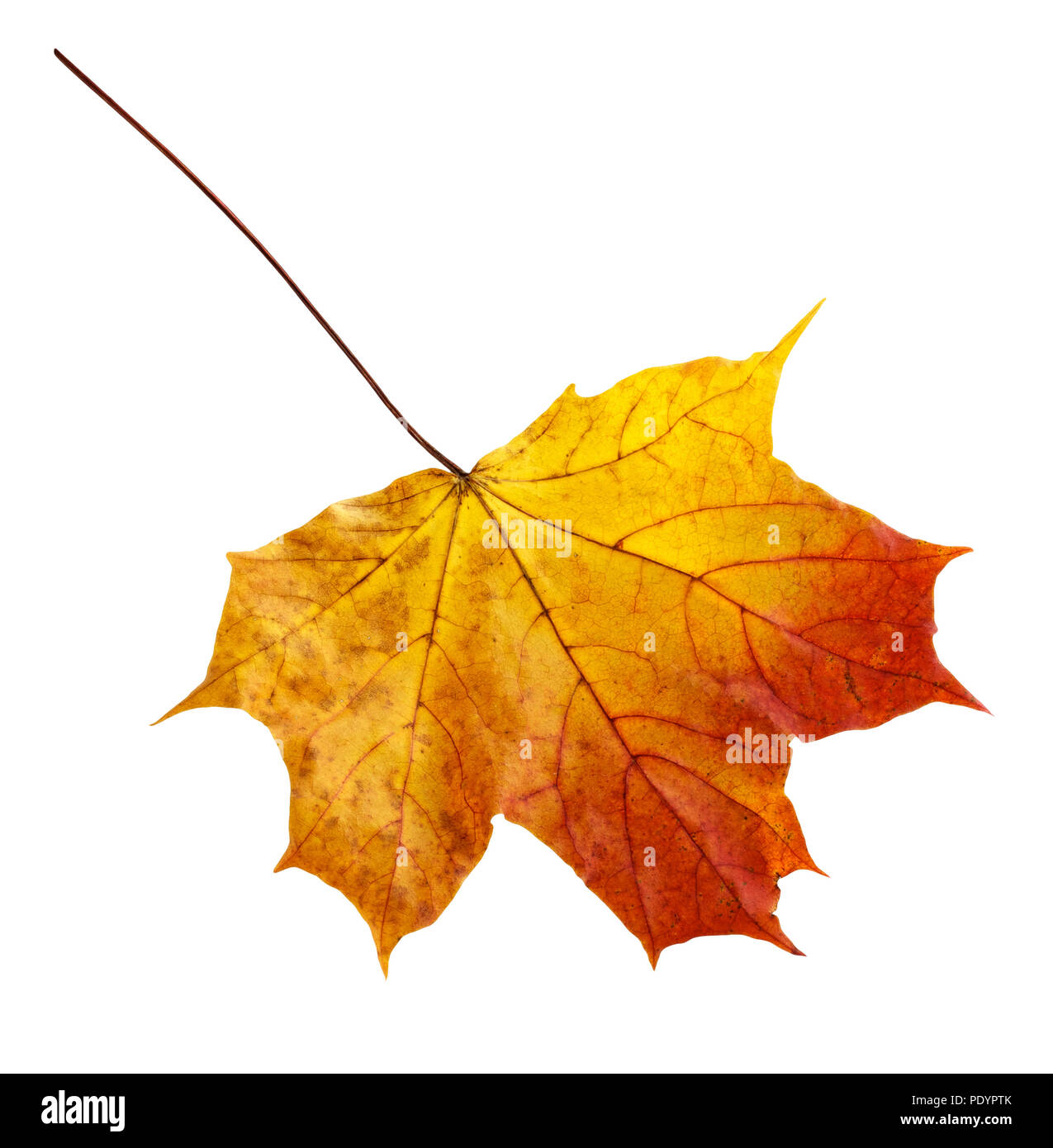 colorful autumn maple leaf isolated on white background Stock Photo - Alamy