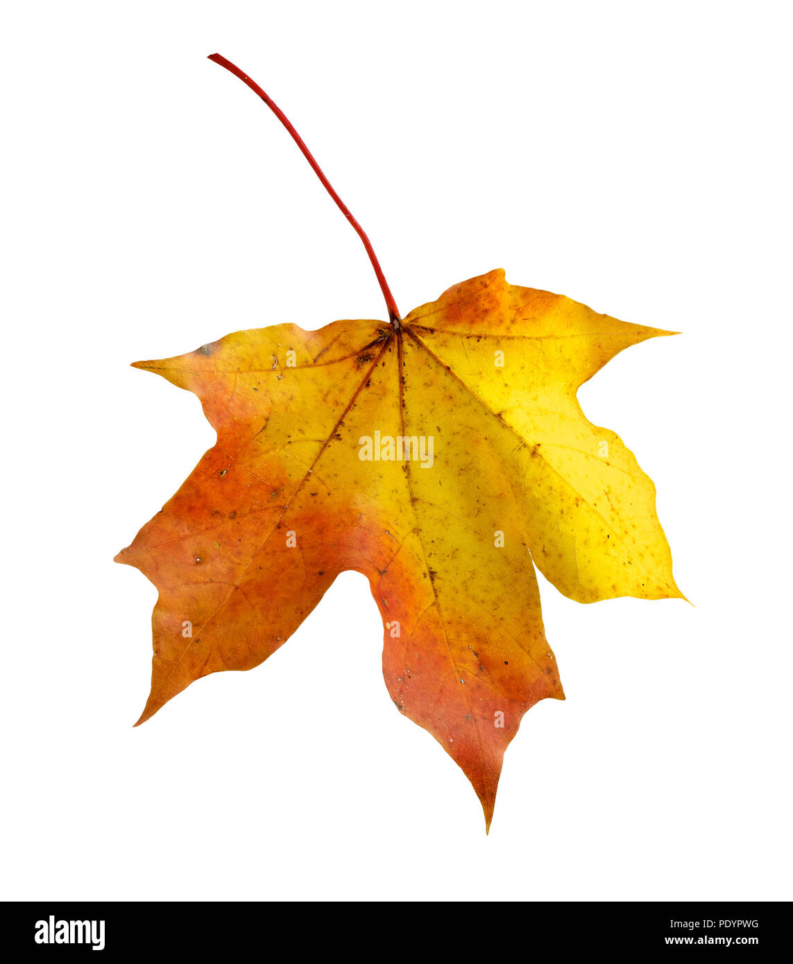 colorful autumn maple leaf isolated on white background Stock Photo - Alamy