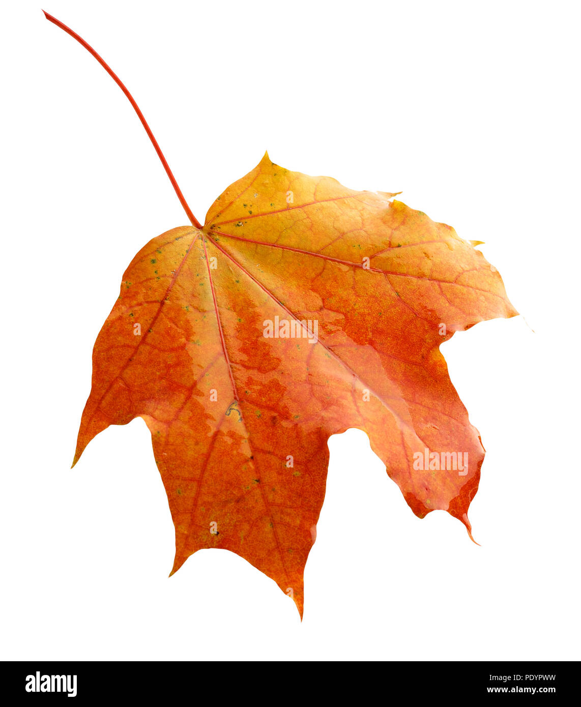 colorful autumn maple leaf isolated on white background Stock Photo - Alamy