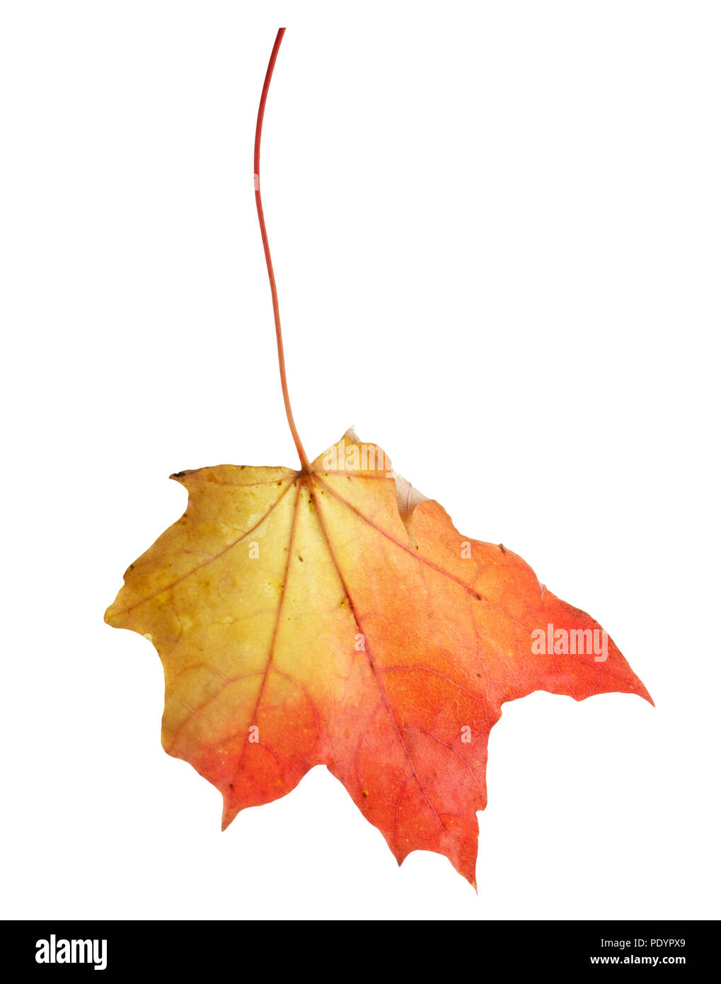colorful autumn maple leaf isolated on white background Stock Photo - Alamy