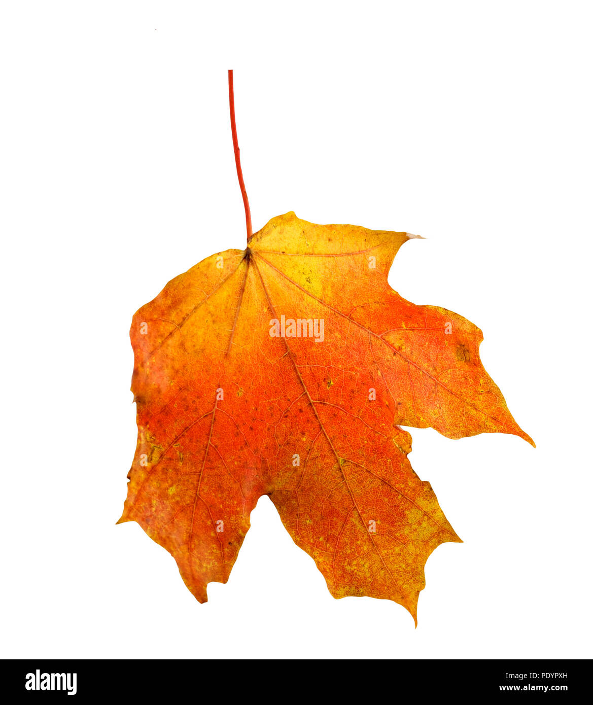 colorful autumn maple leaf isolated on white background Stock Photo - Alamy