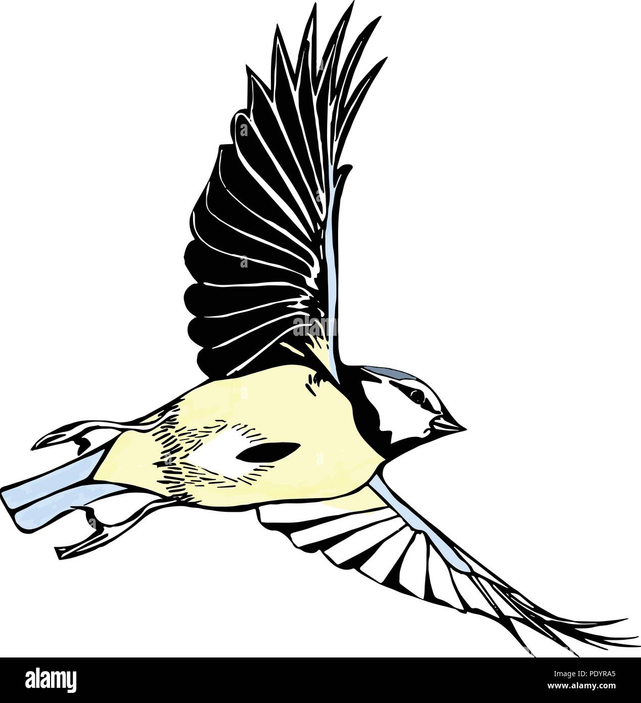 Coloured vector graphic Blue tit in-flight, viewed from below. Stock Vector