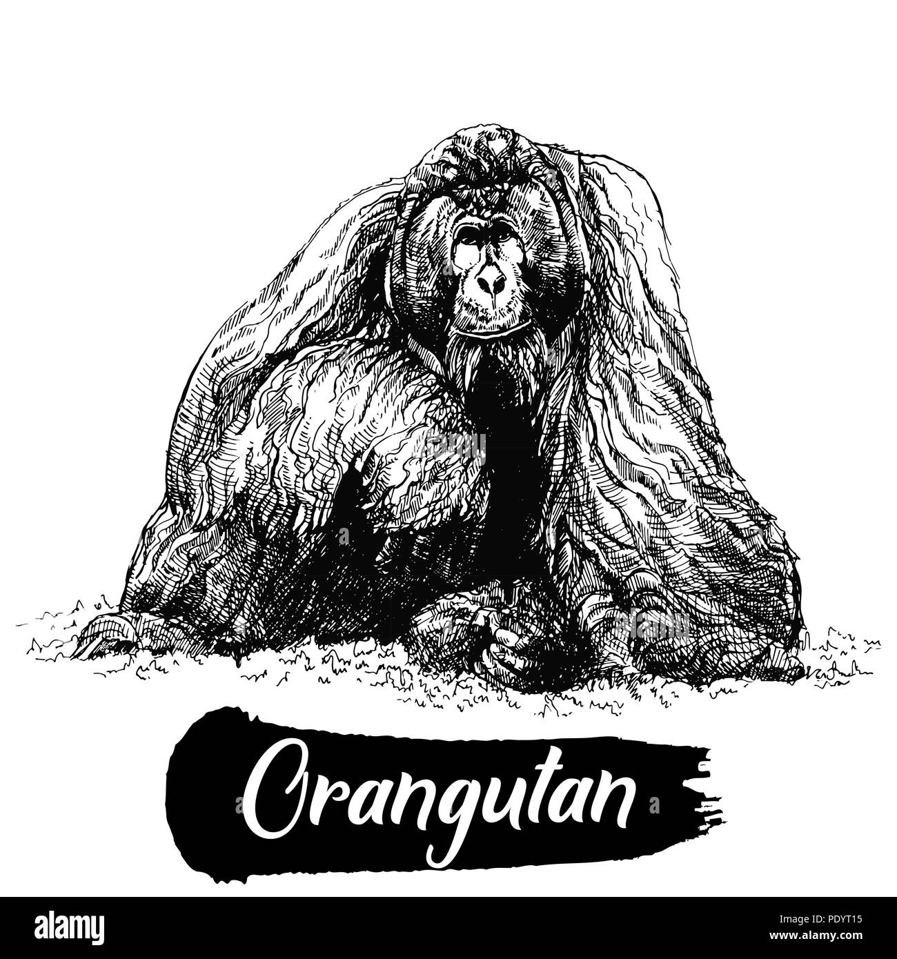Hand drawn sketch style orangutan isolated on white background. Vector illustration. Stock Vector