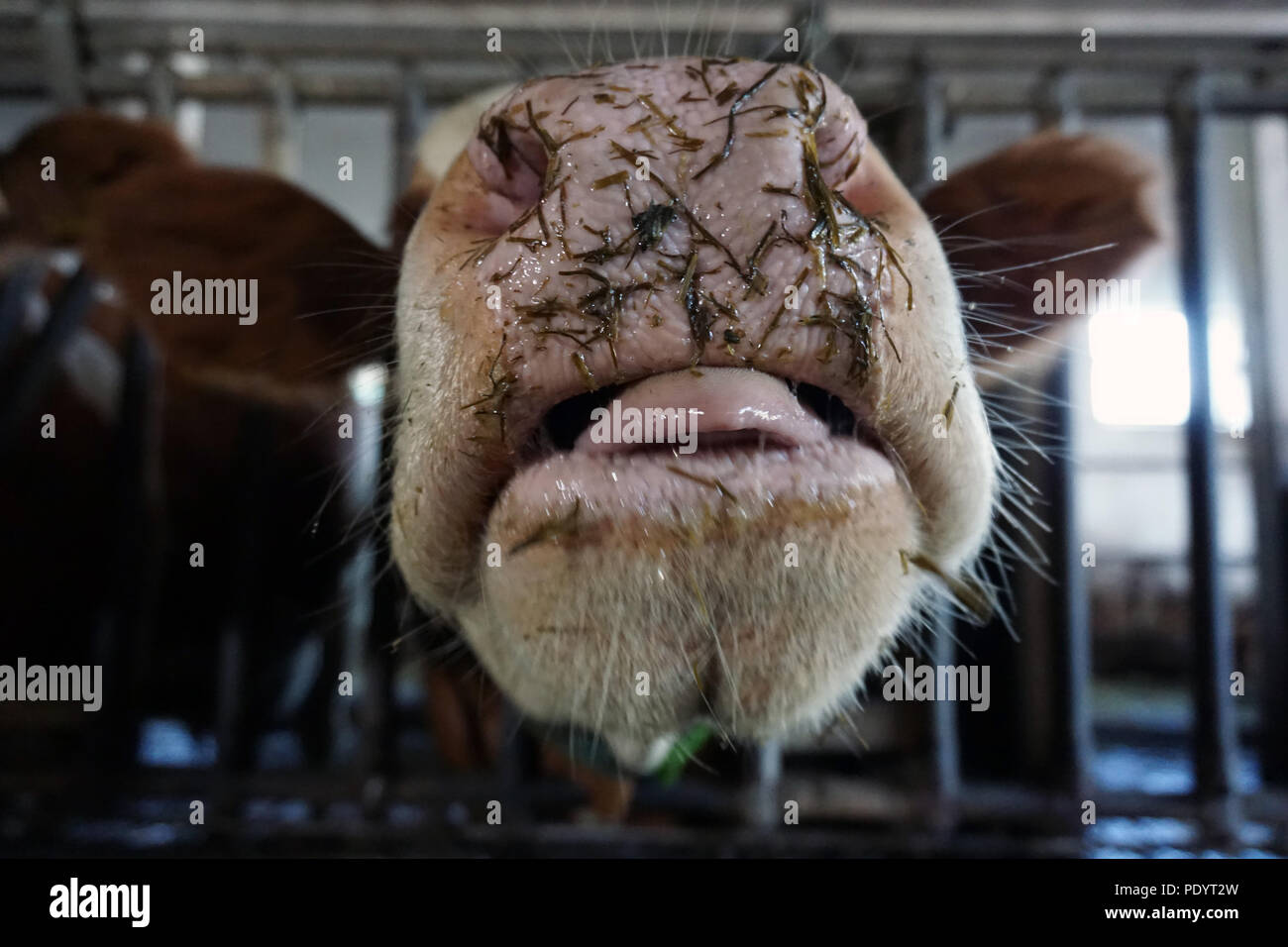 wet muzzle of a cow Stock Photo