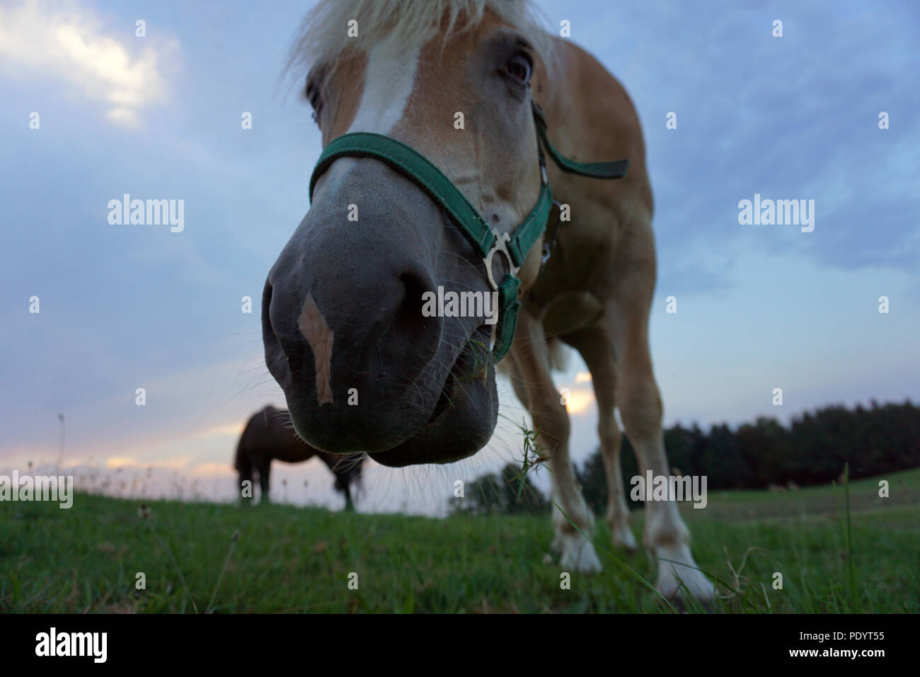 haflinger horse at meadow Stock Photo
