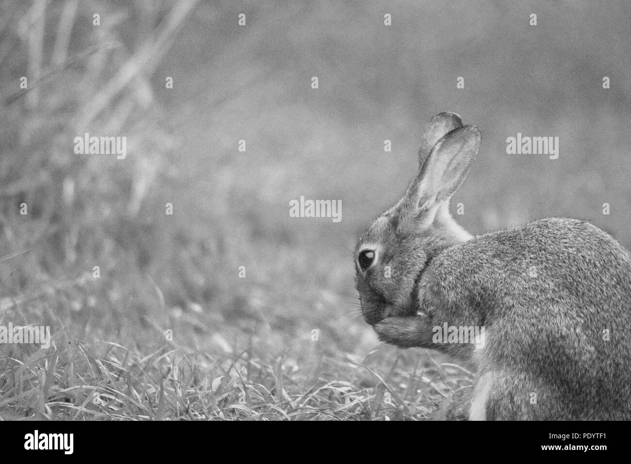 Rabbit Black and White Stock Photo
