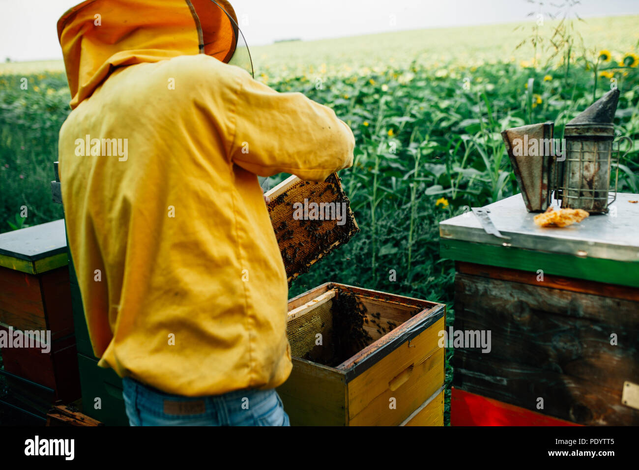 Beekeeper working in a sunflowers field with bees Stock Photo - Alamy