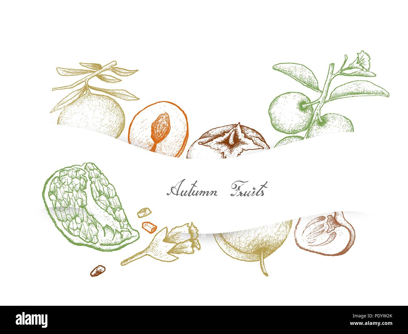 Autumn Fruits, Illustration Hand Drawn Sketch of Pomegranate, Kaki or Persimmons, Plum and Tallow Plum or Ximenia Americana. Stock Photo
