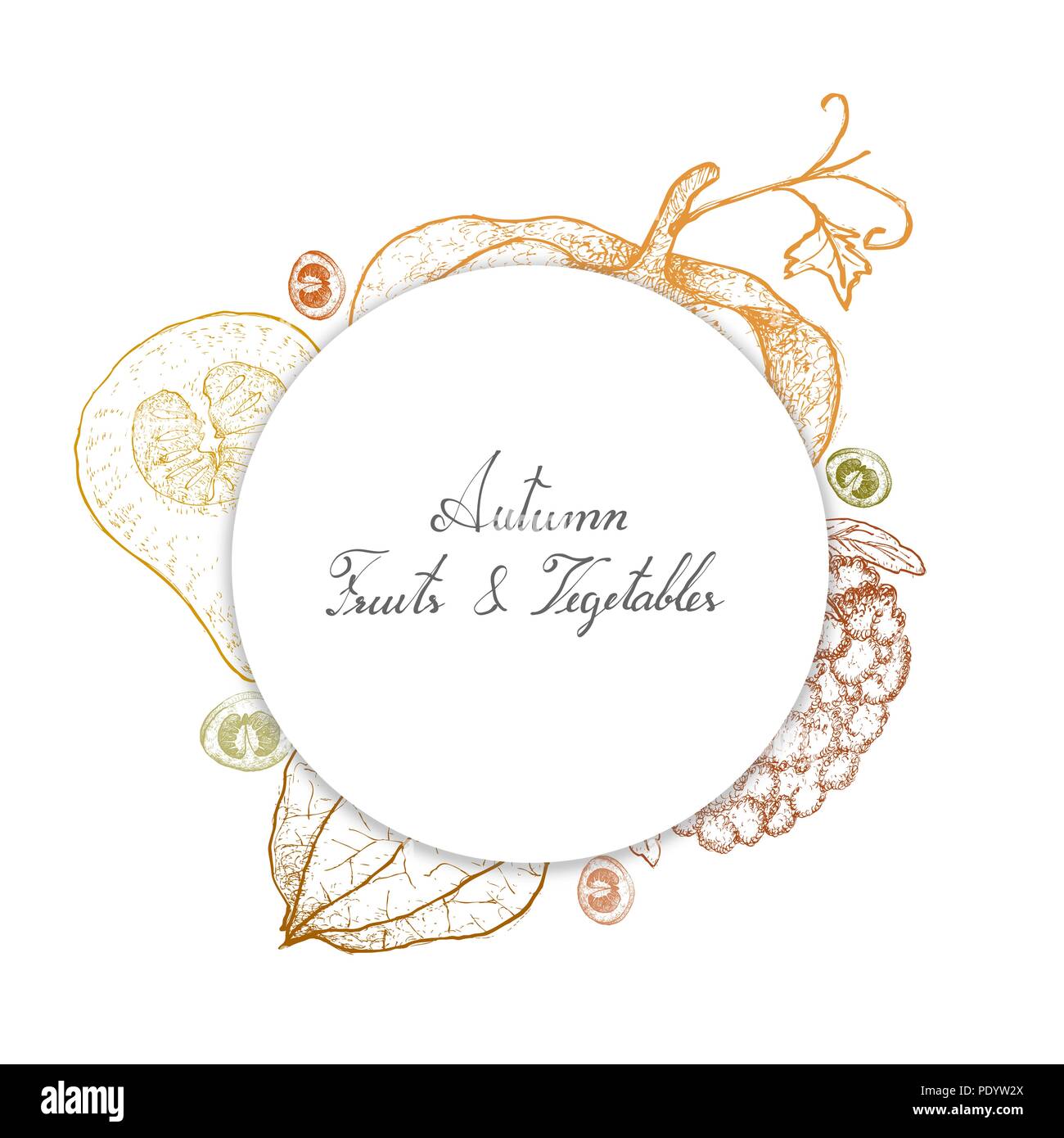 Autumn Fruits and Vegetables, Illustration of Hand Drawn Sketch Pumpkins, Butternut Squashes, Tomatillos and White Cauliflower. Stock Photo
