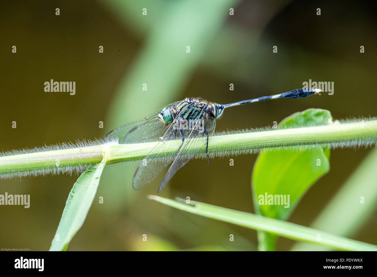 Portrait of dragonfly - Green Skimmer Stock Photo - Alamy