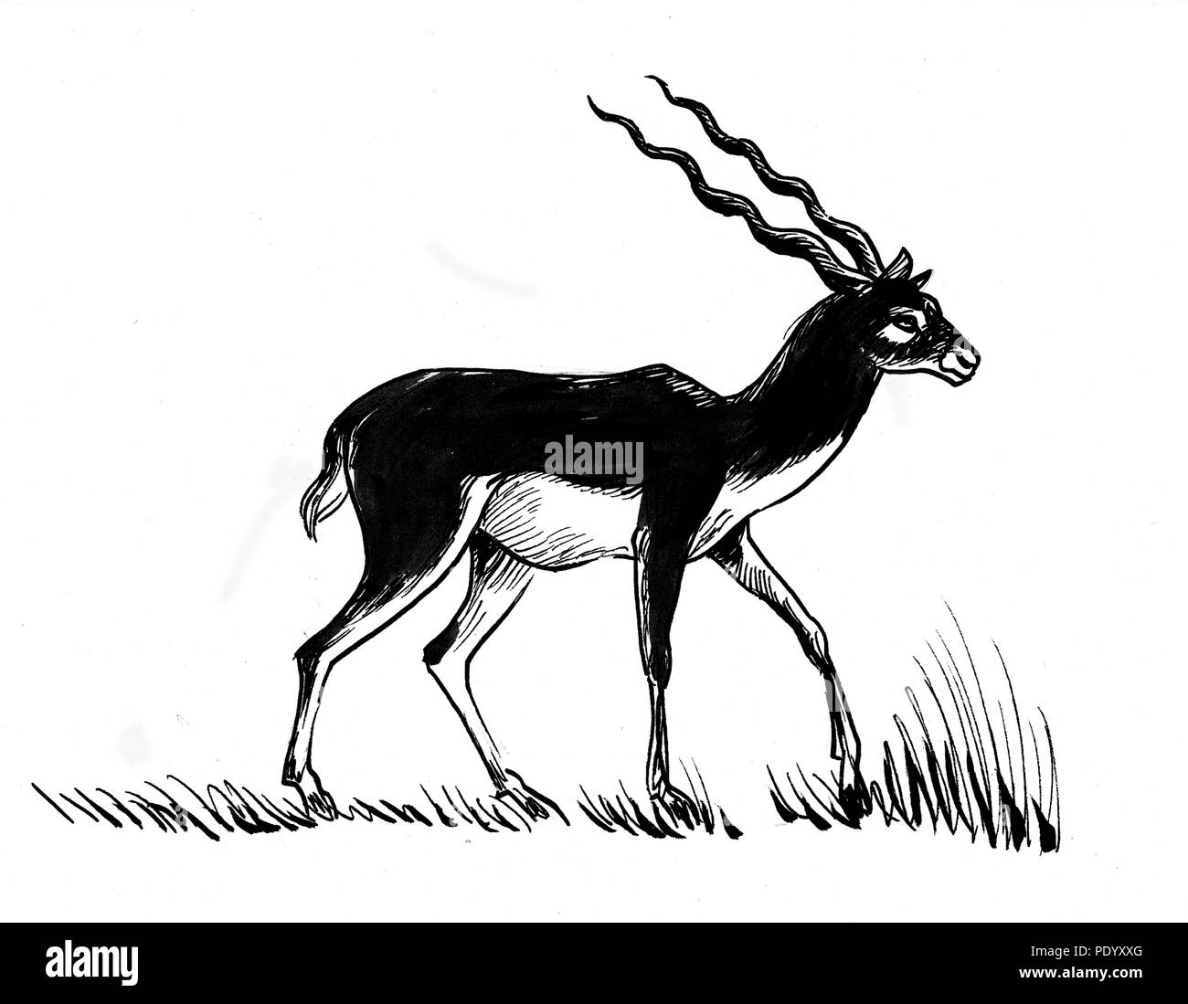 Ink black and white illustration of a wild antelope Stock Photo - Alamy