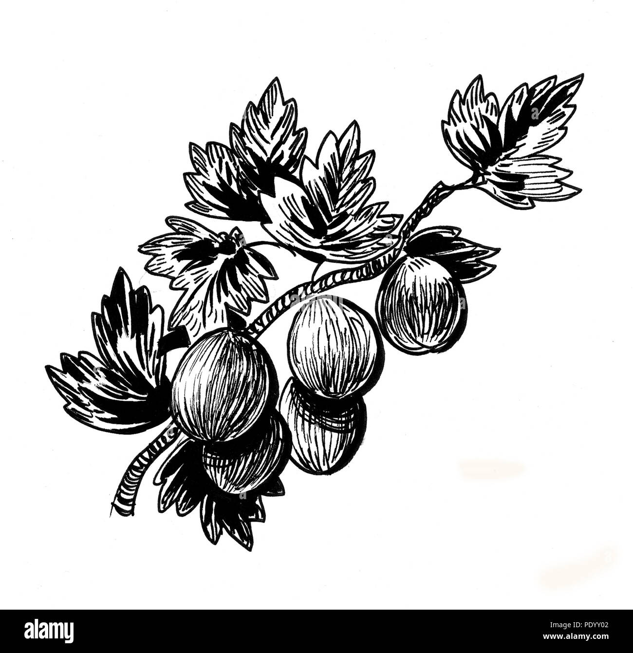 Gooseberry drawing hi-res stock photography and images - Alamy Gooseberry drawing hi-res stock photography and images - Alamy