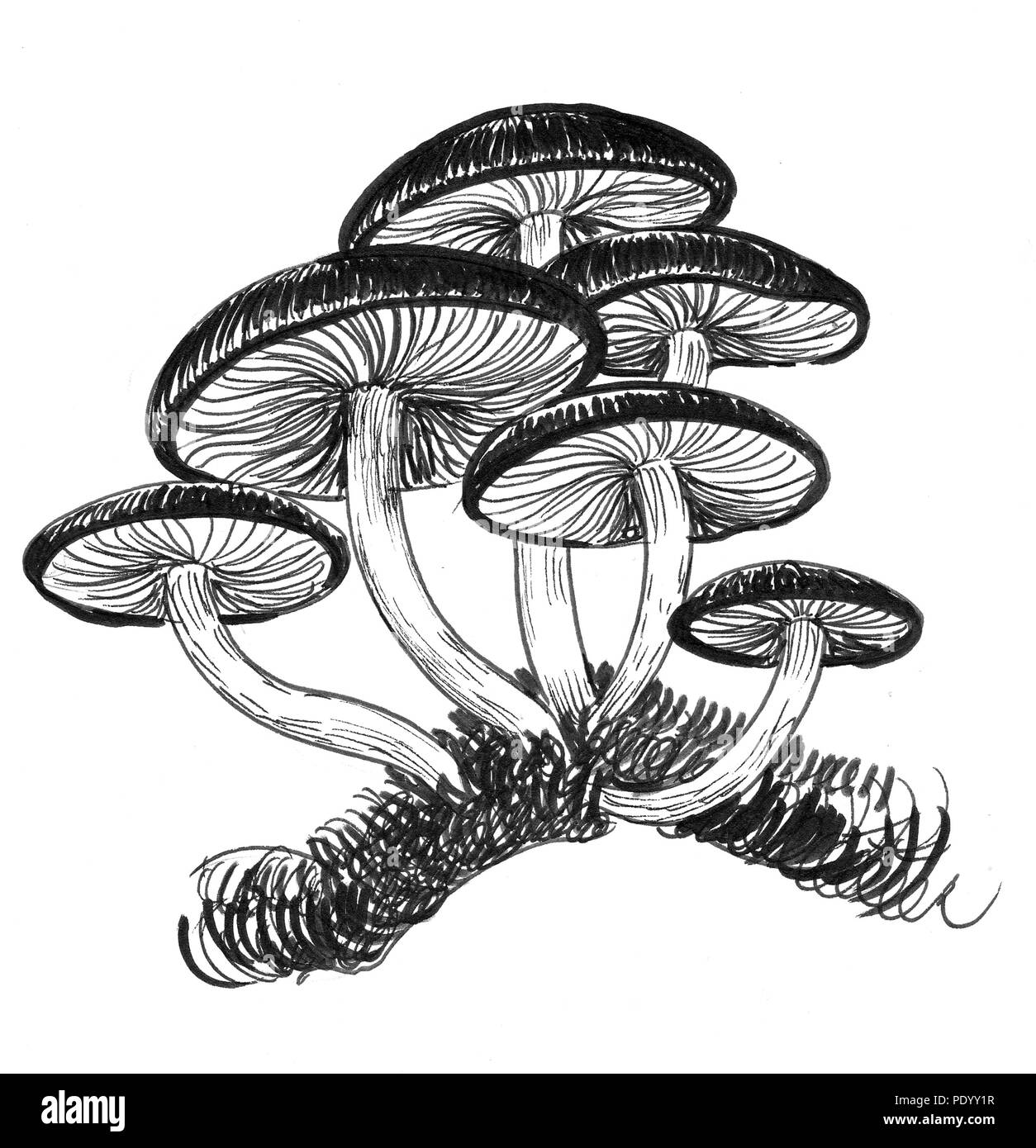 Drawing Mushrooms Black And White Stock Photos Images Alamy