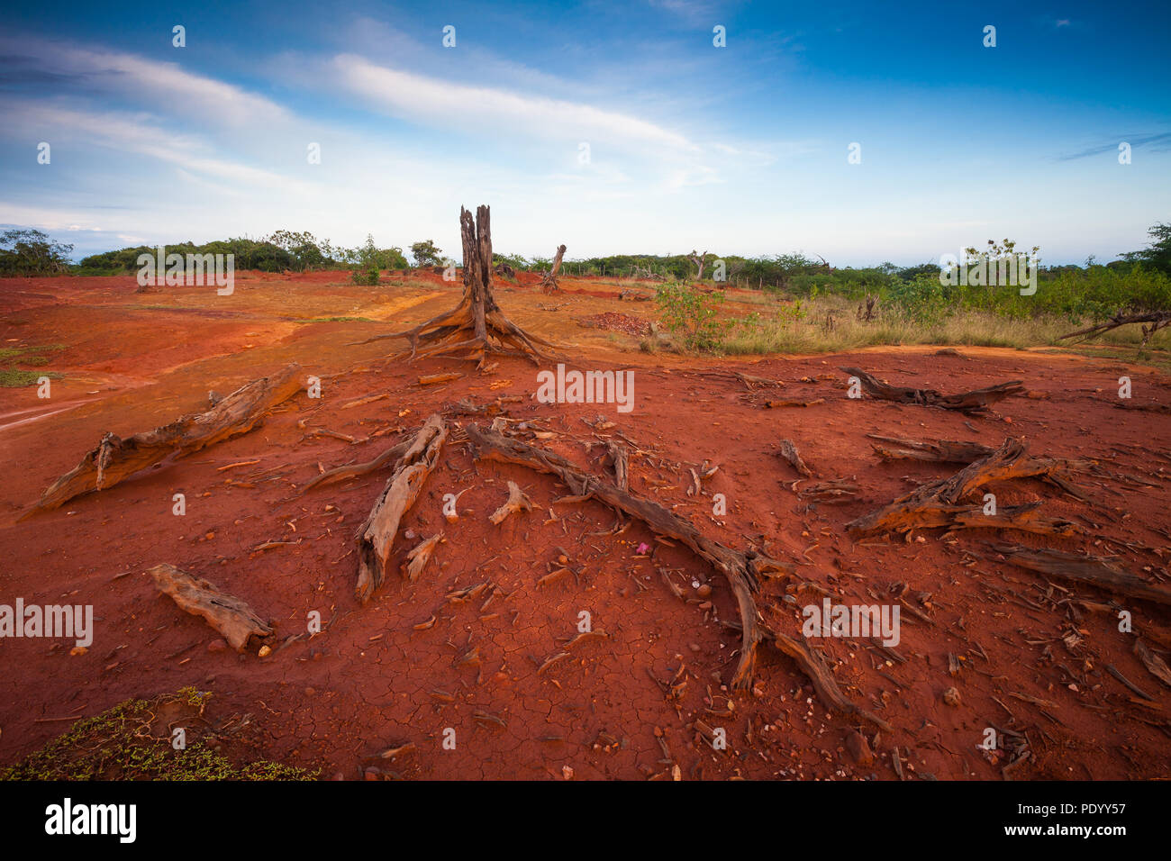Panama landscape with dry wood and red soil in Sarigua national park, Herrera province, Republic of Panama, Central America. Stock Photo