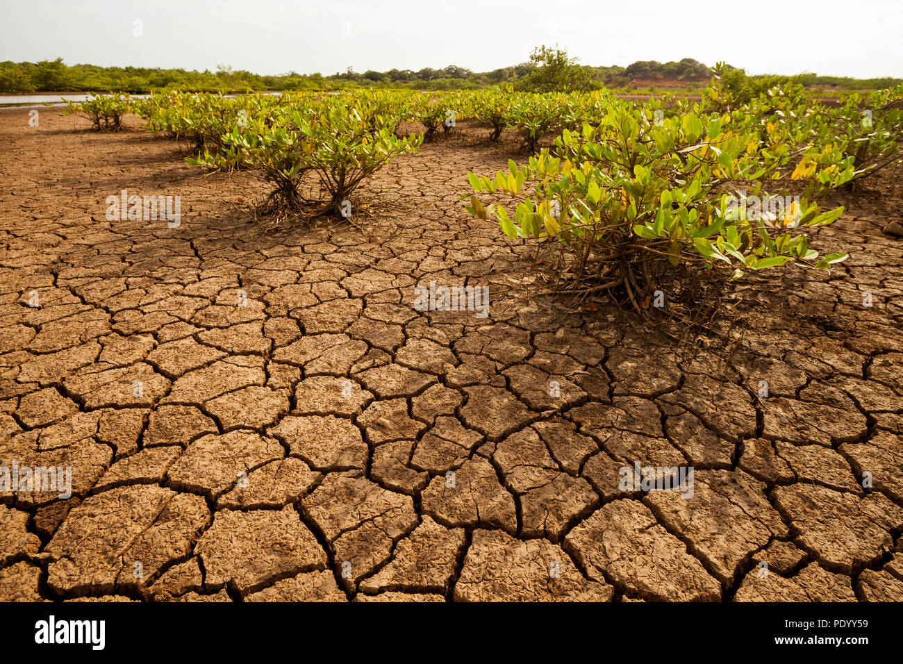 Panama landscape with cracked soil and vegetation in the desert of Sarigua national park, Herrera province, Republic of Panama, Central America. Stock Photo