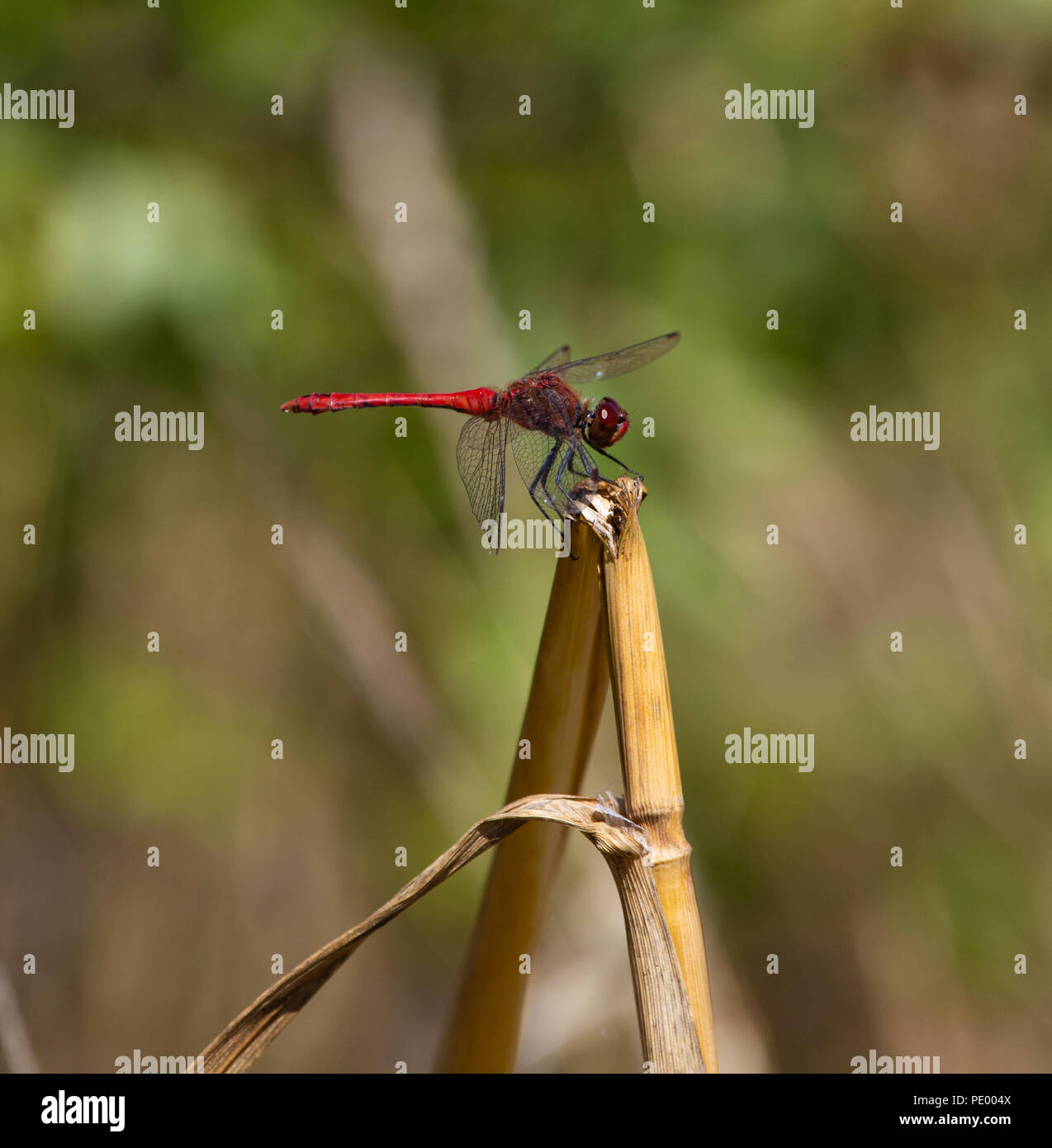 Red Dragon Flies in the countryside Stock Photo