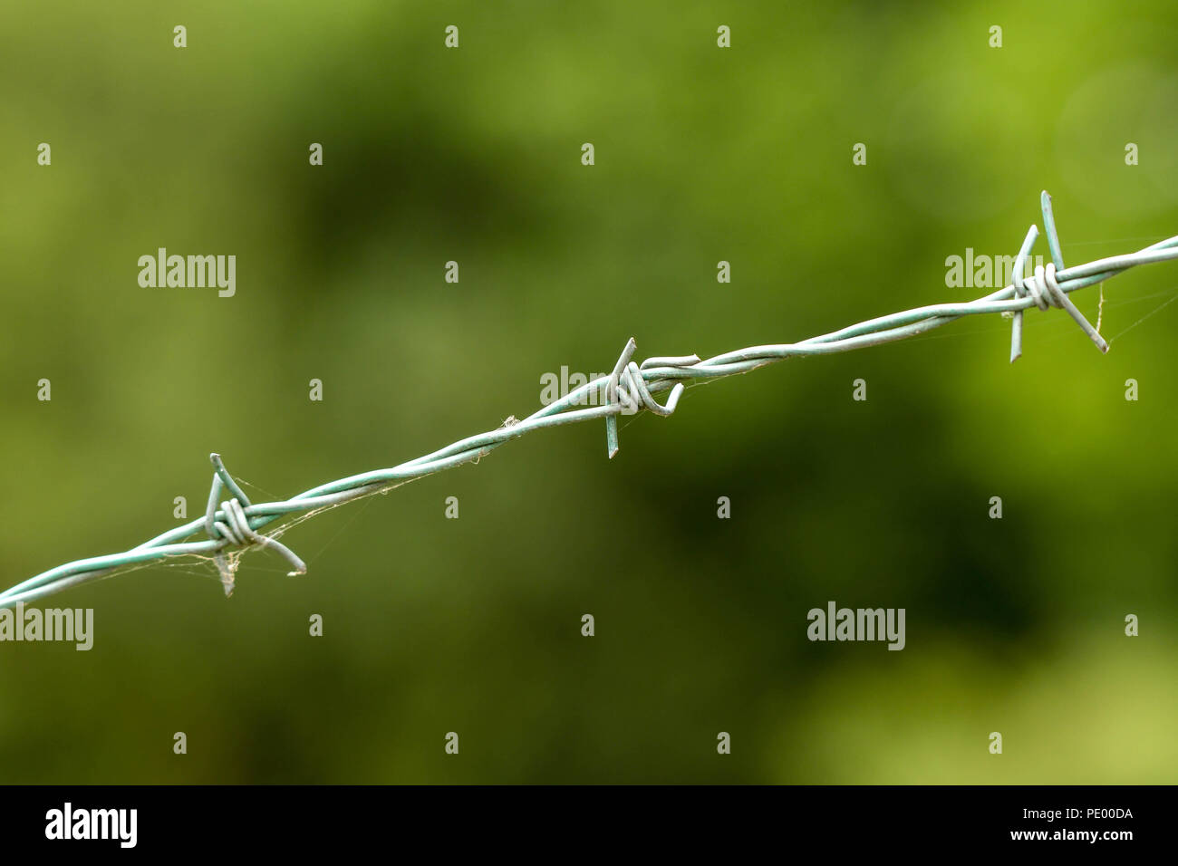 Close up landscape view of barbed wire against a plain green background of blurred foliage, with space for copy. Stock Photo