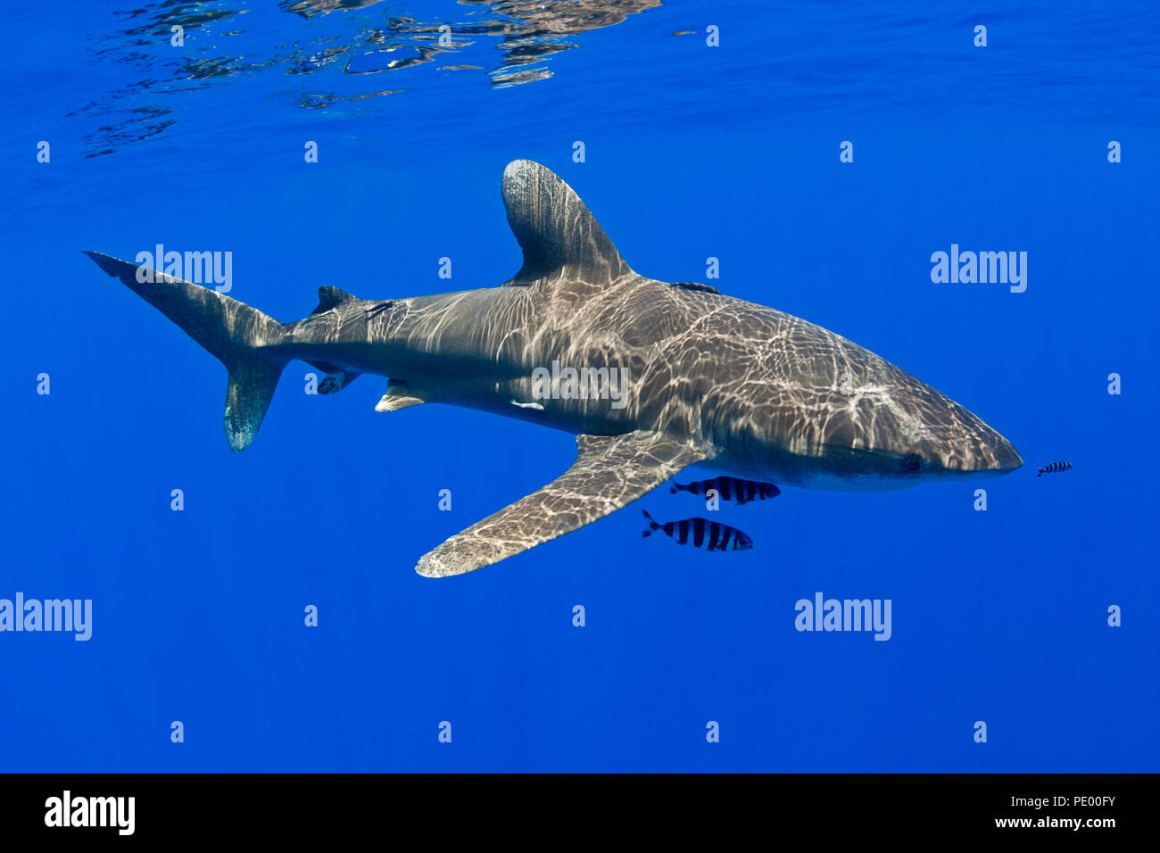 Oceanic whitetip shark, Carcharhinus longimanus, with pilot fish, Naucrates ductor, Hawaii. Stock Photo