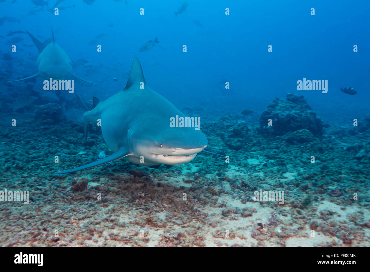 A pair of bull sharks, Carcharhinus leucas.  This species is known for it's ability to survive in fresh water where it gives birth to it's young. Bequ Stock Photo