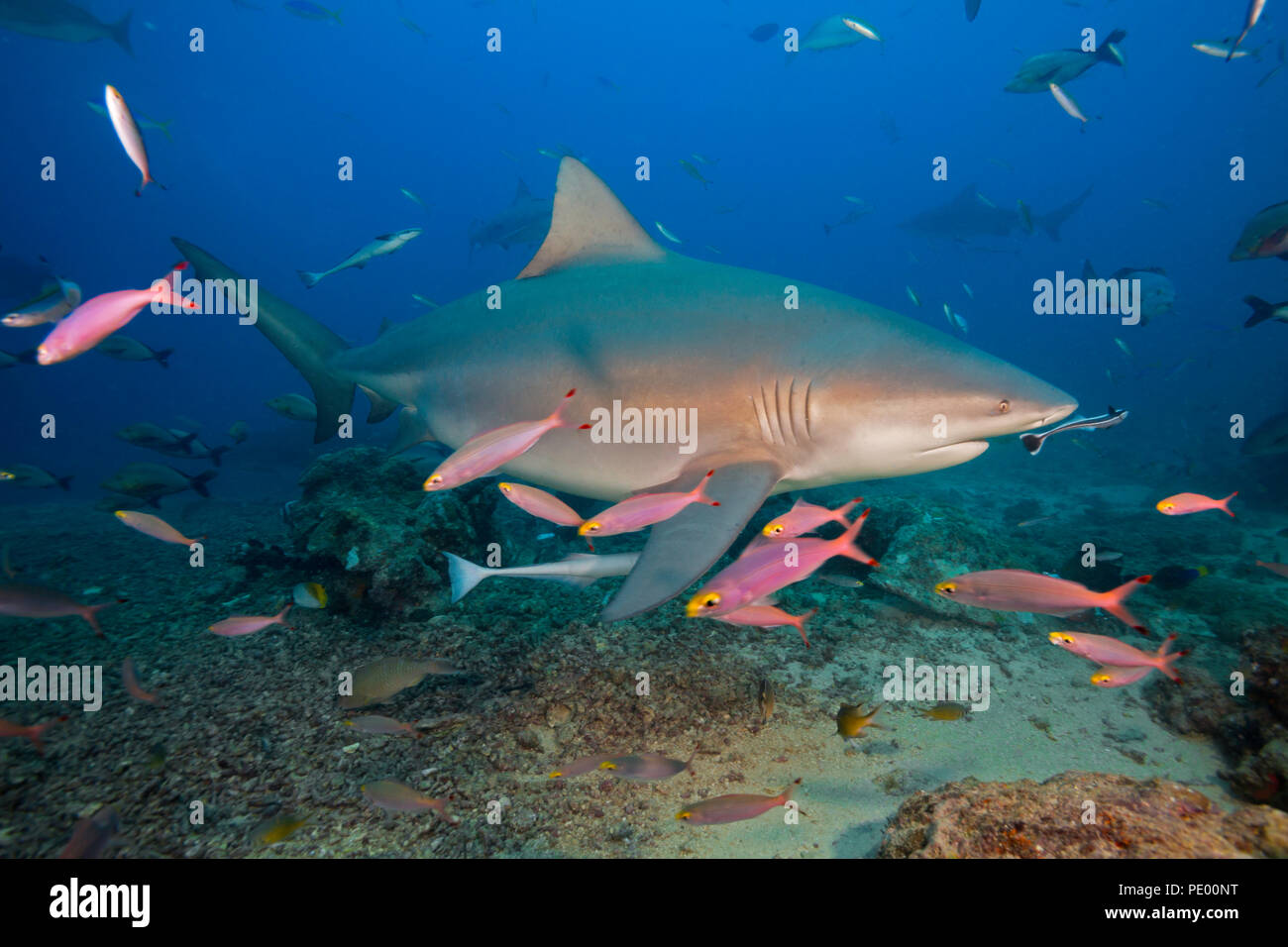 A bull shark, Carcharhinus leucas.  This species is known for it's ability to survive in fresh water where it gives birth to it's young. Bequ Lagoon,  Stock Photo