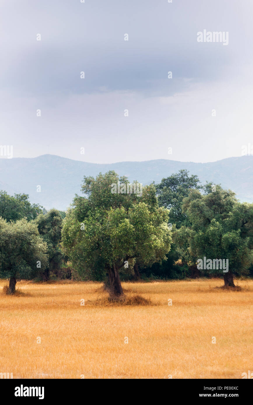 Vertical view of olive tree field with cloudy sky Stock Photo - Alamy