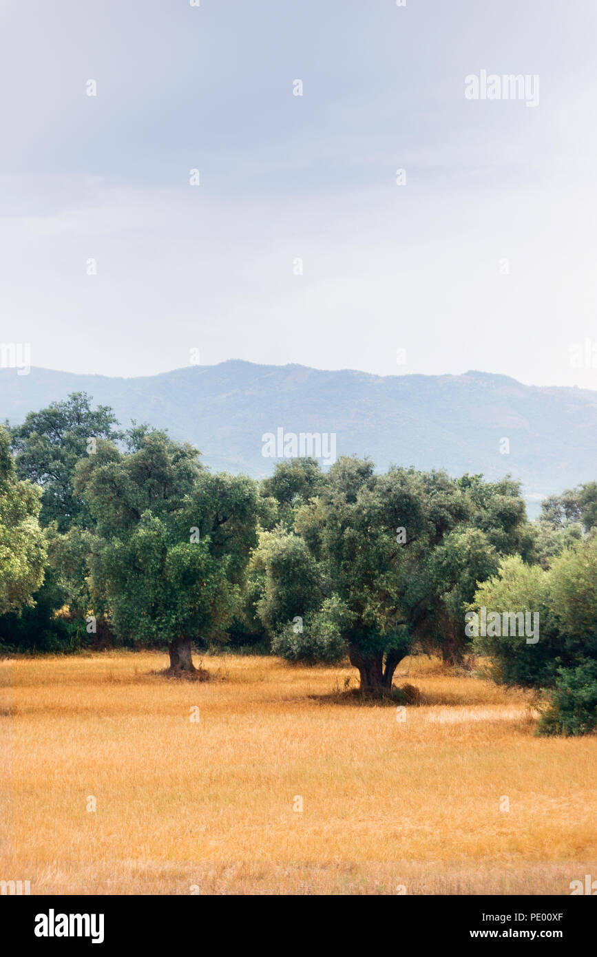 Vertical view of olive tree field with cloudy sky Stock Photo - Alamy