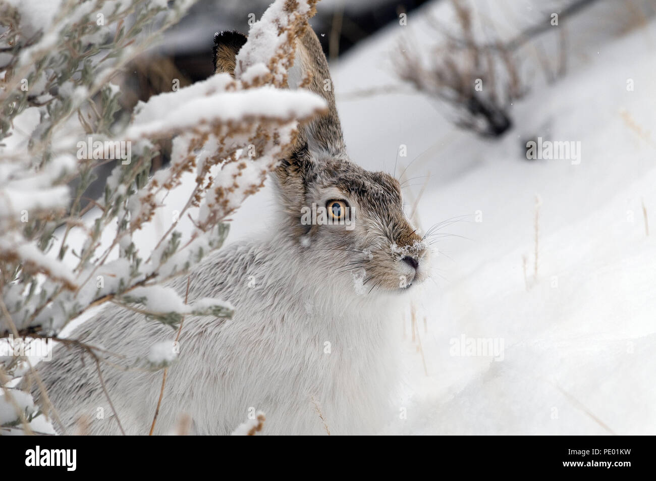 Whitetail Jackrabbit Prairie Hare White Jack in the snow (Lepus