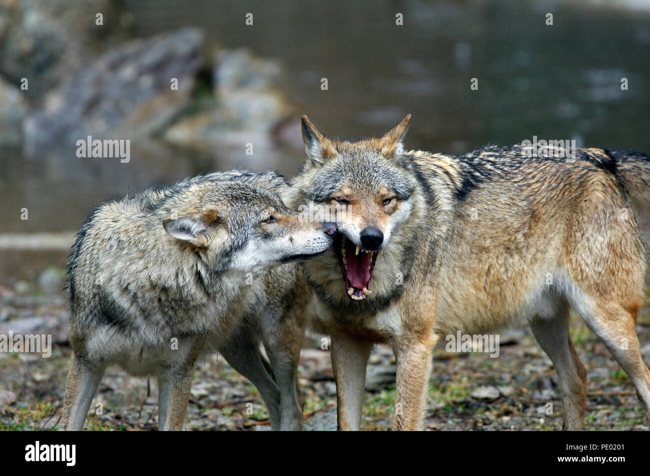 European Grey Wolf (Canis lupus) - Domination Loup d'Europe Stock Photo