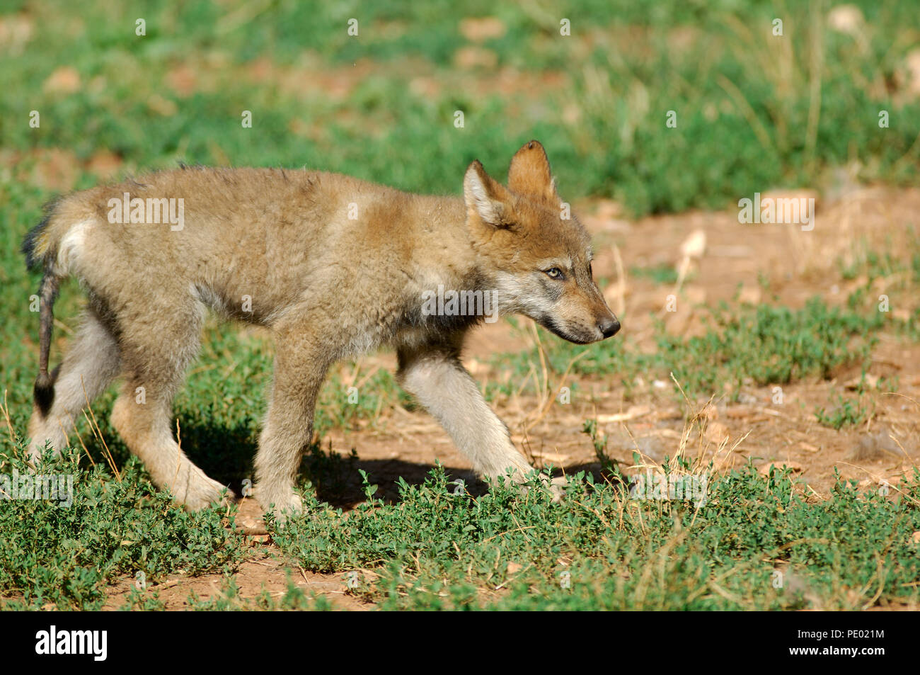 European Grey Wolf Canis Lupus Pup Loup D Europe Louveteau Stock Photo Alamy