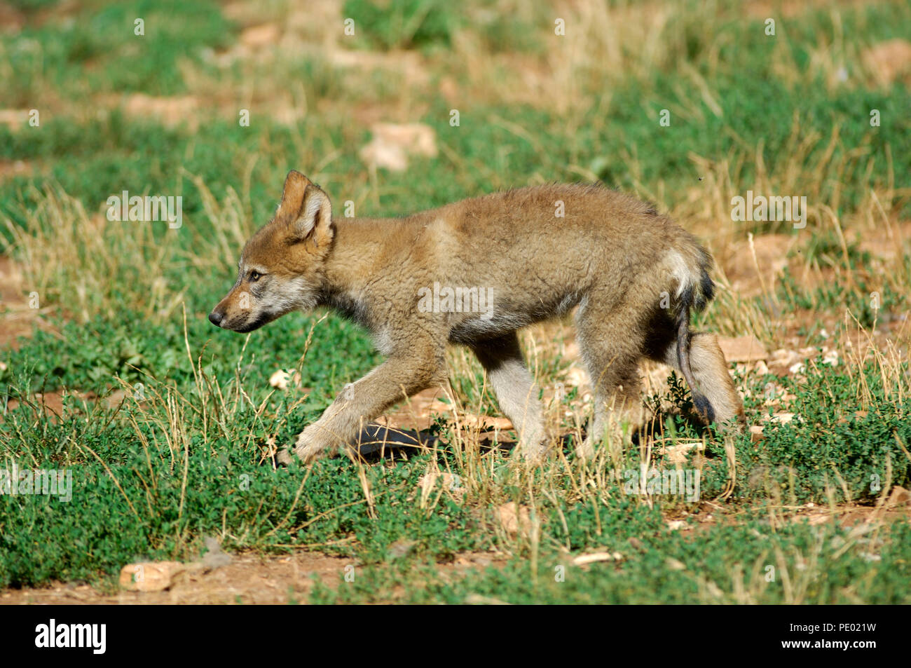 European Grey Wolf Canis Lupus Pup Loup D Europe Louveteau Stock Photo Alamy