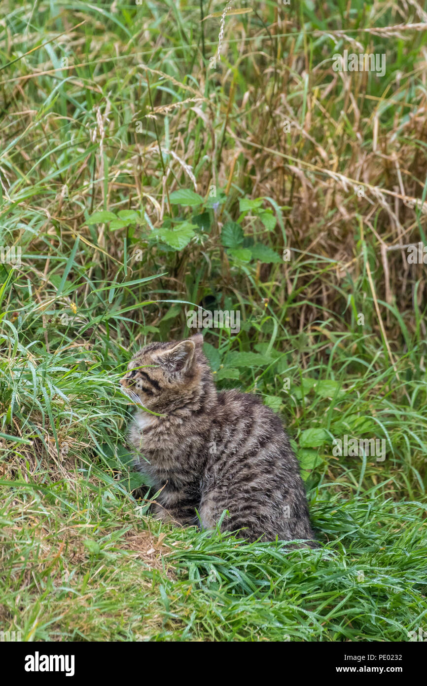 Scottish wildcat kitten (Felis silvestris grampia), or Highland tiger