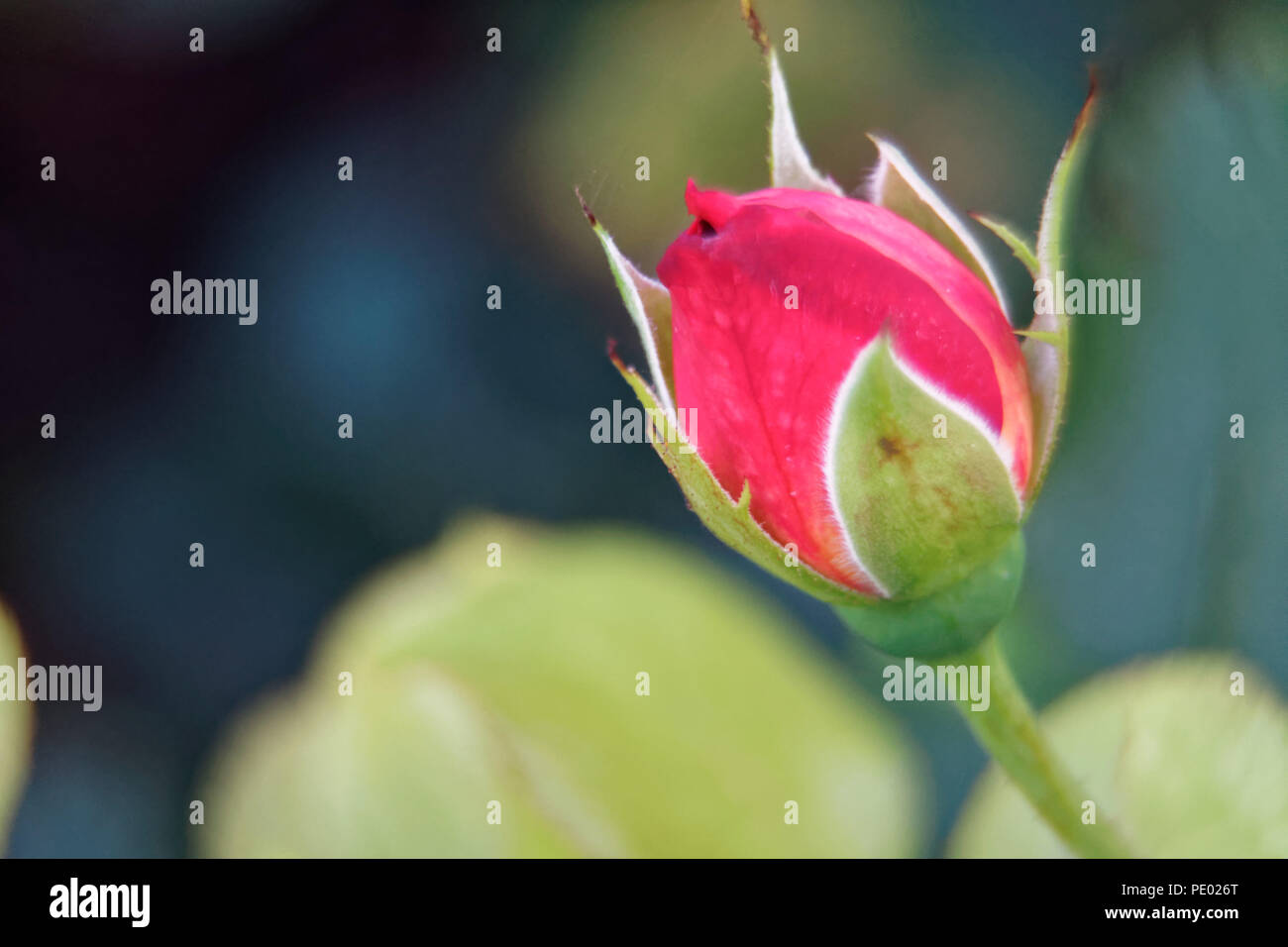 Red rose spring hi-res stock photography and images - Alamy
