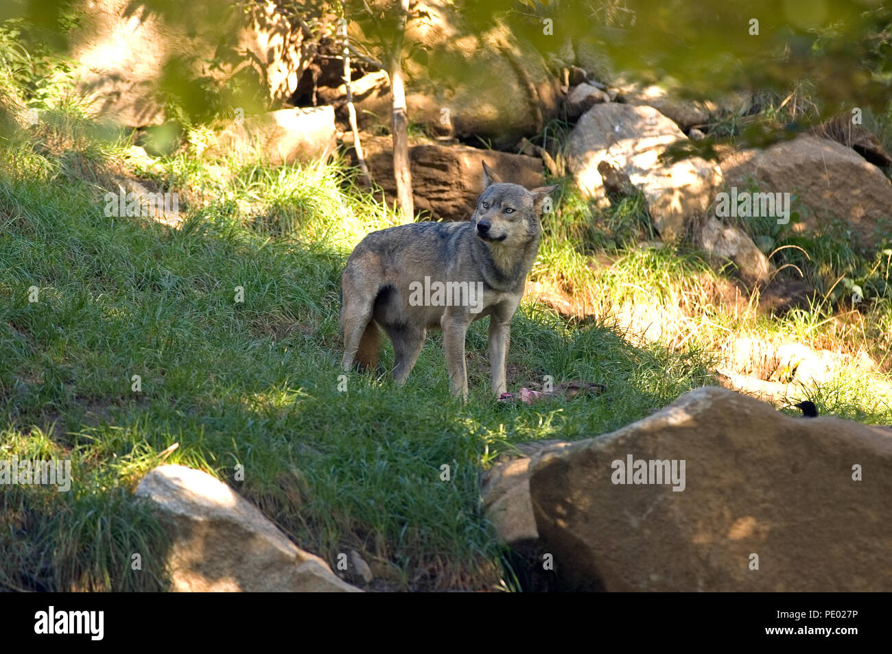 Rabbit as prey hi-res stock photography and images - Alamy