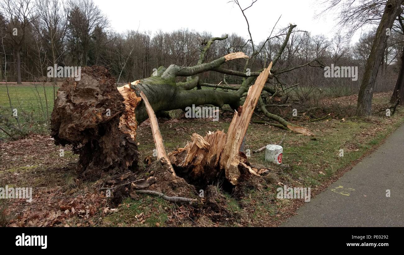 Big tree blown down by storm winds Stock Photo