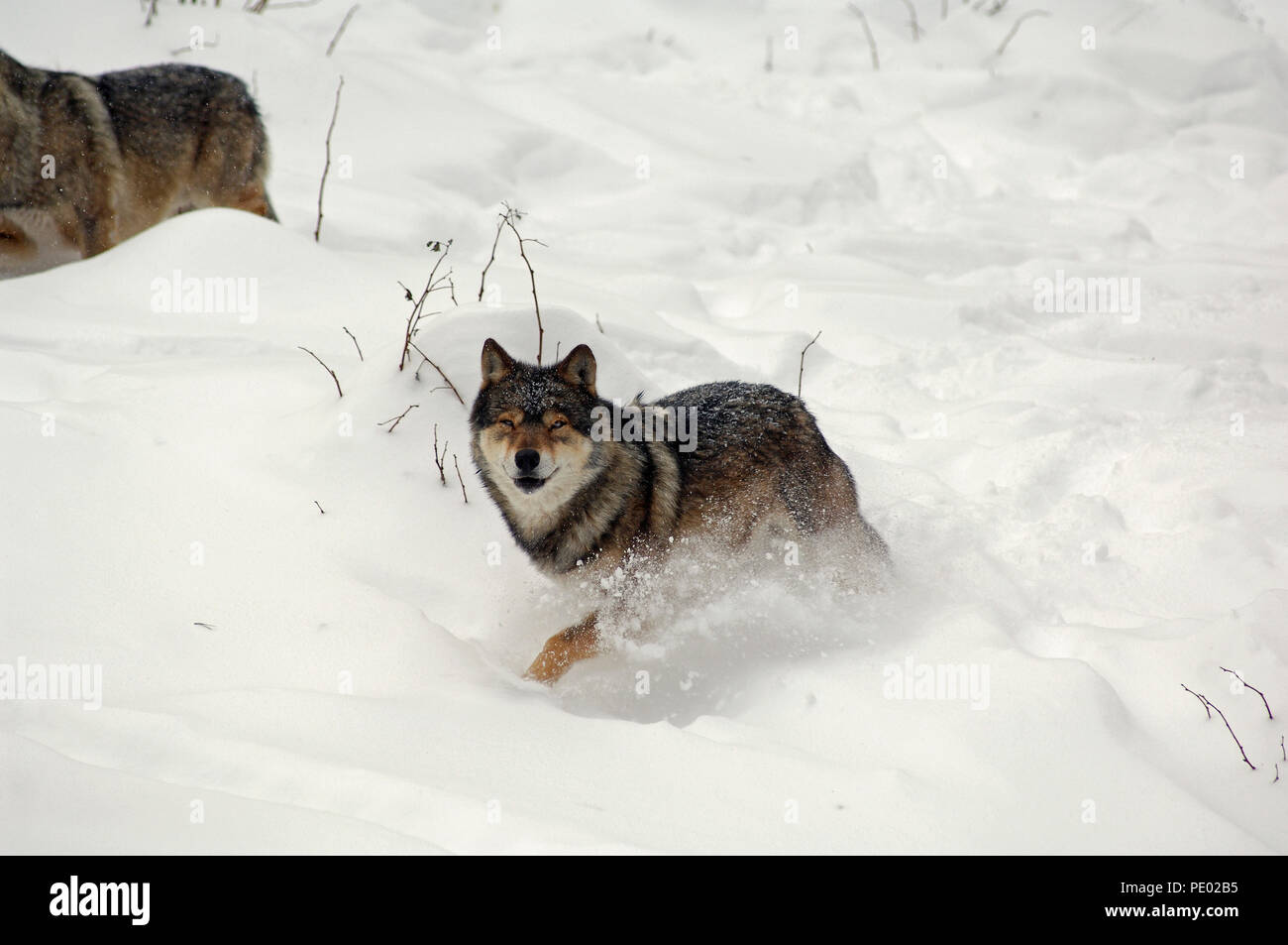 European Grey Wolf (Canis lupus) - Running Loup d'Europe Stock Photo ...