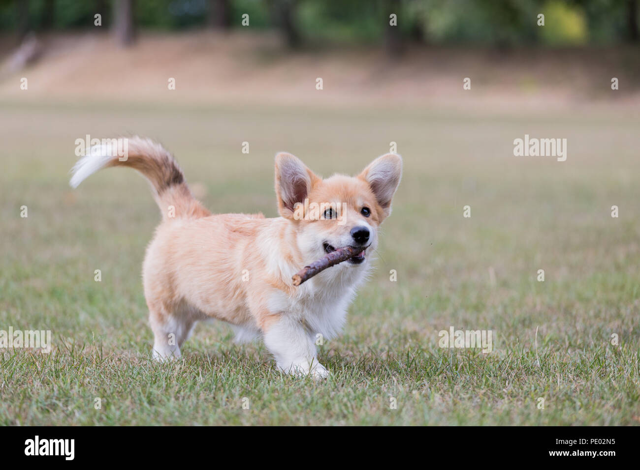 Countryside corgis sale