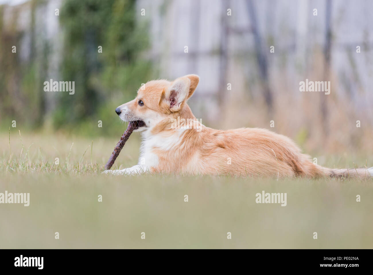 Pembroke welsh corgi lying down hi-res stock photography and images - Alamy