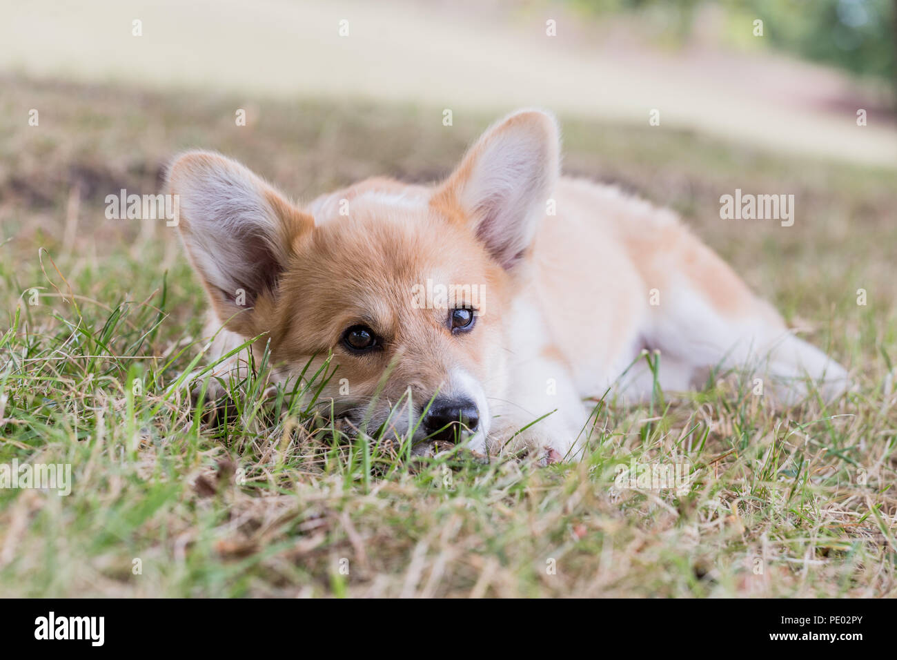 4 month old Welsh Pembroke Corgi puppy on a walk in the countryside, Oxfordshire, UK Stock Photo