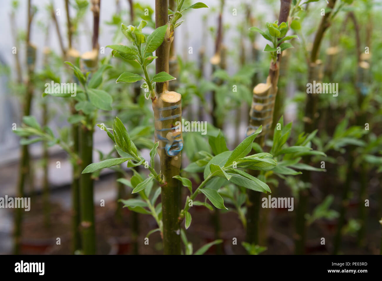 grafting on young willow trees in a greenhouse Stock Photo