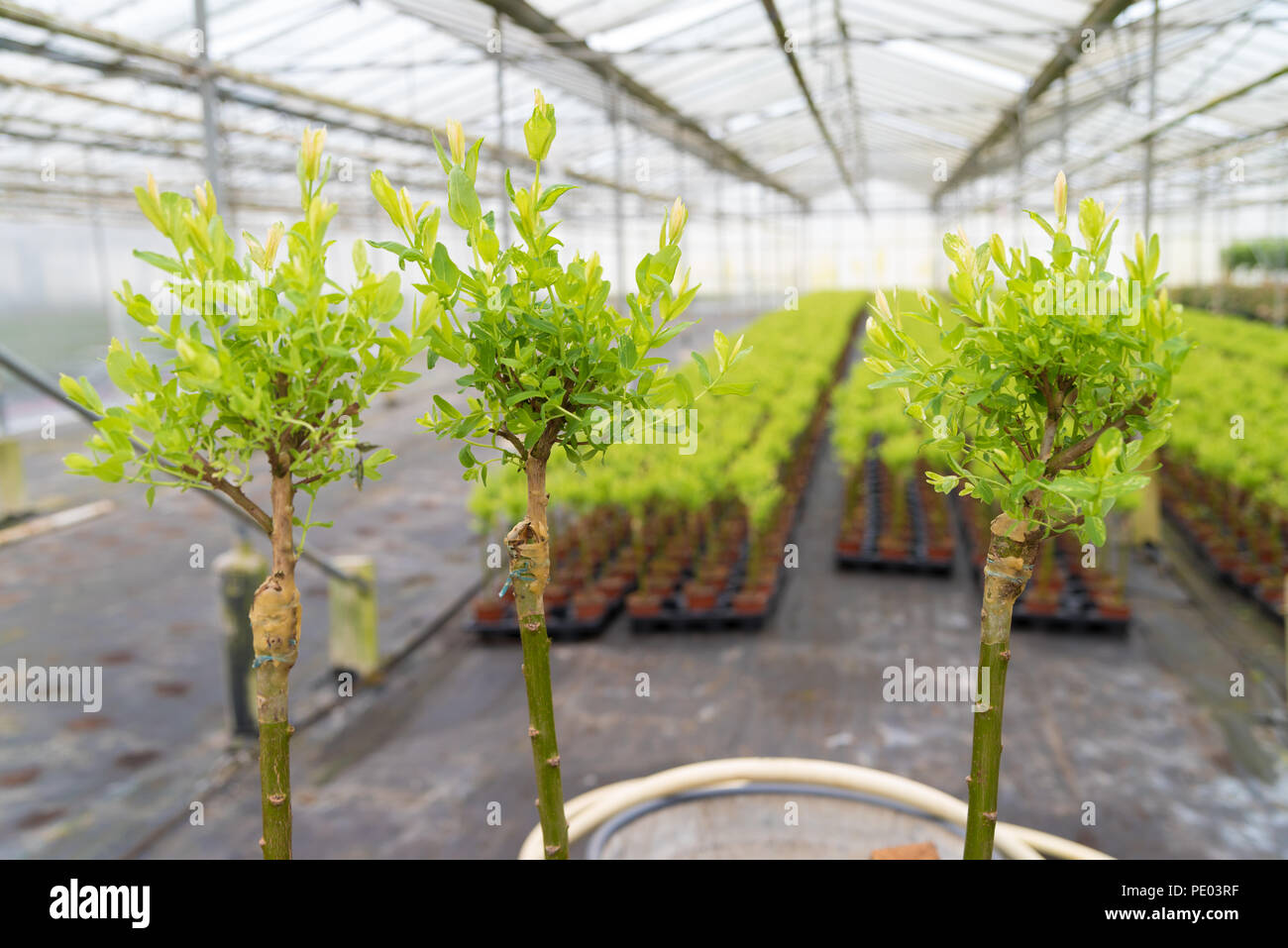 grafting on young willow trees in a greenhouse Stock Photo