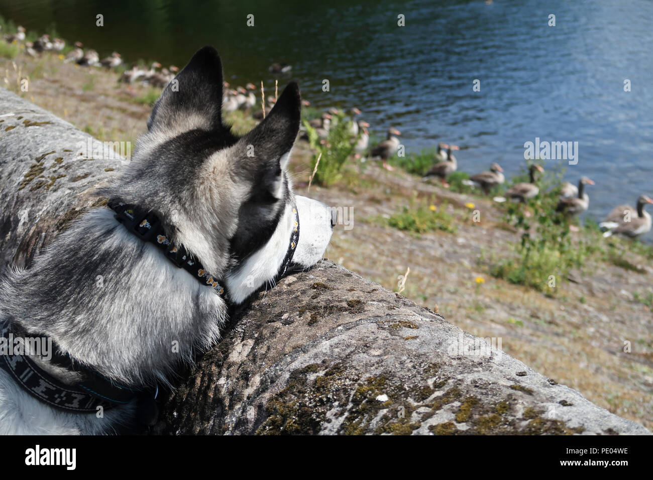 Siberian Husky looking at flock of Canada Geese Stock Photo