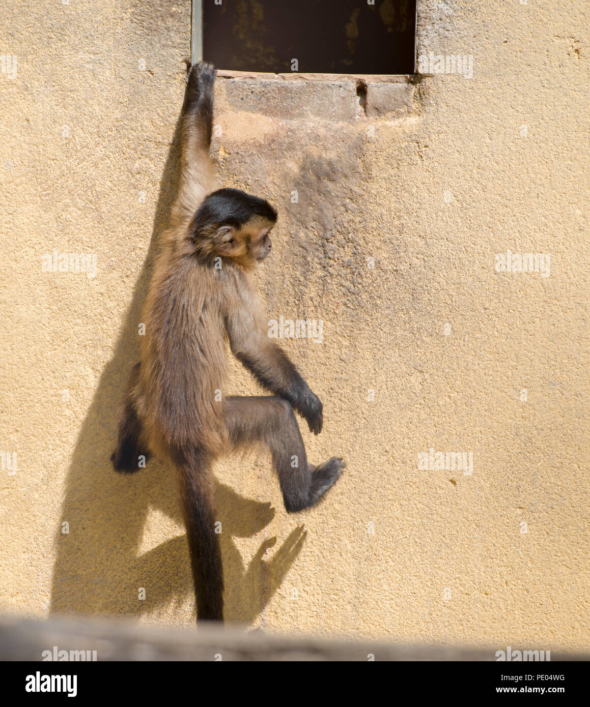 monkey at zoo Stock Photo Alamy