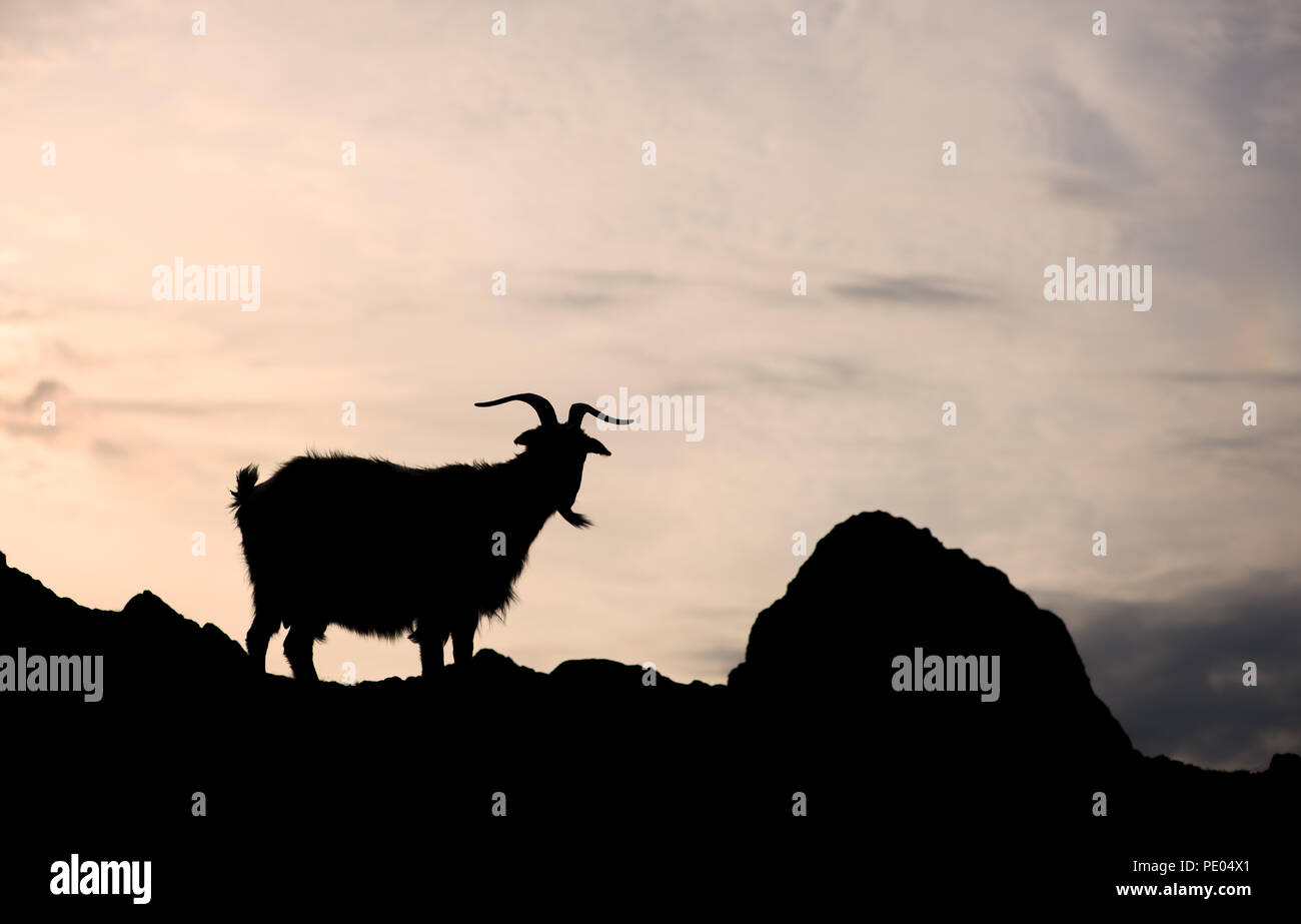 Silhouette of one single goat on a rock in orange sunset background Stock Photo