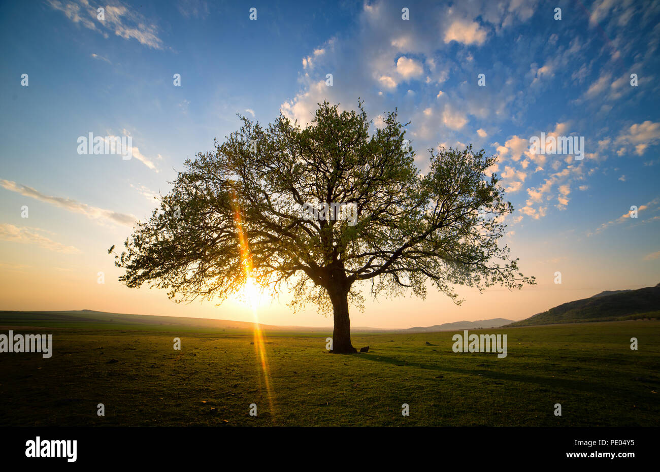 Big oak tree on the meadow hi-res stock photography and images - Alamy